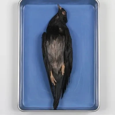 Formalin Pigeons, Plain, Pails