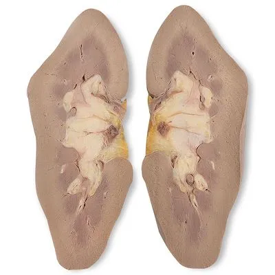 Carolina's Perfect Solution® Pig Kidney, Plain, Bulk Bag