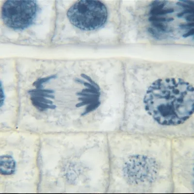 Onion Mitosis, L.s. Thin Microscope Slide