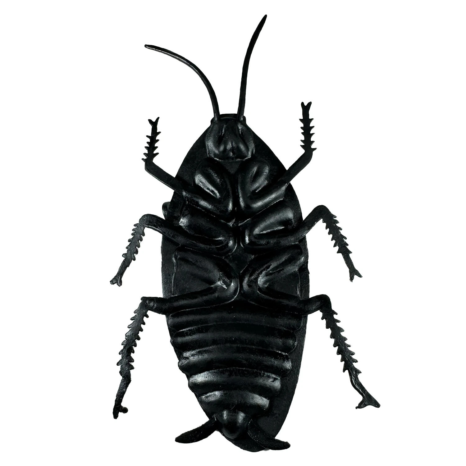 Jumbo Cockroach