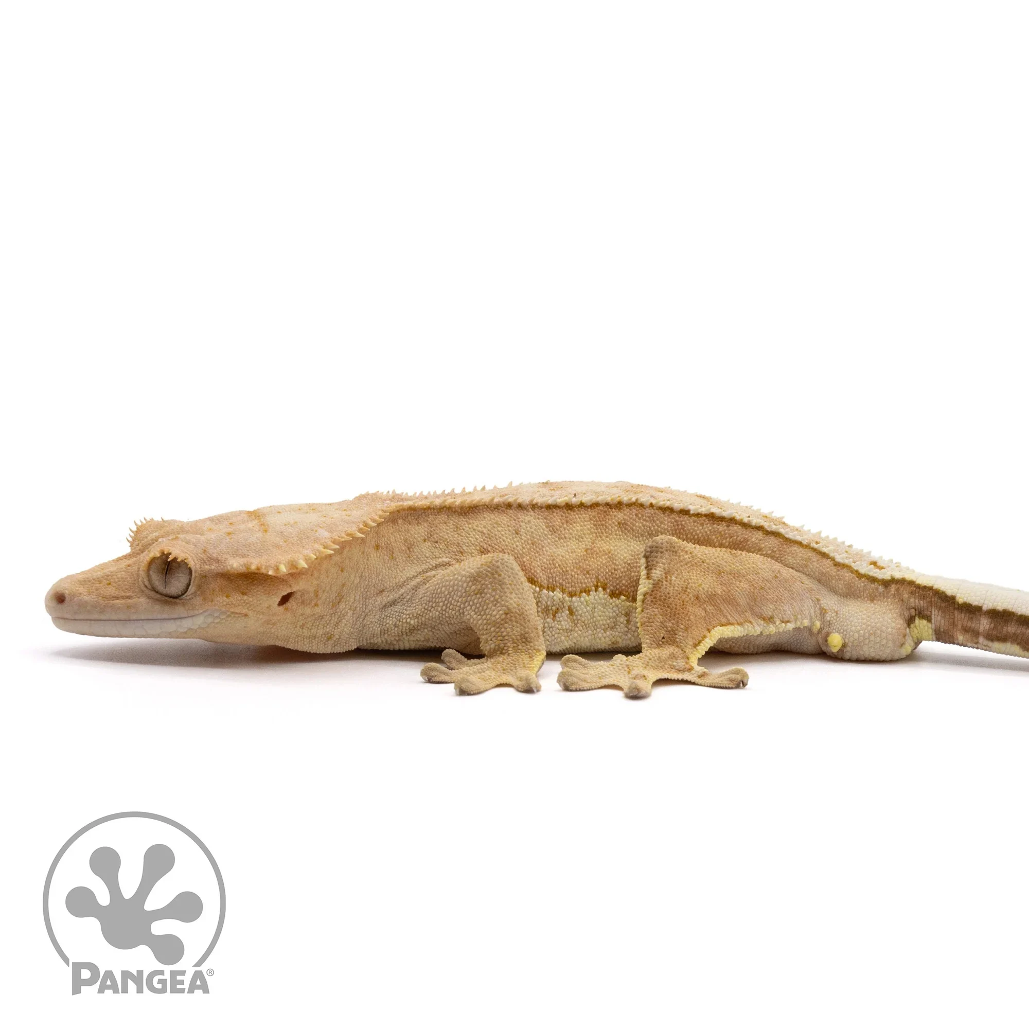 Male Reverse Pinstripe Crested Gecko Cr-2181