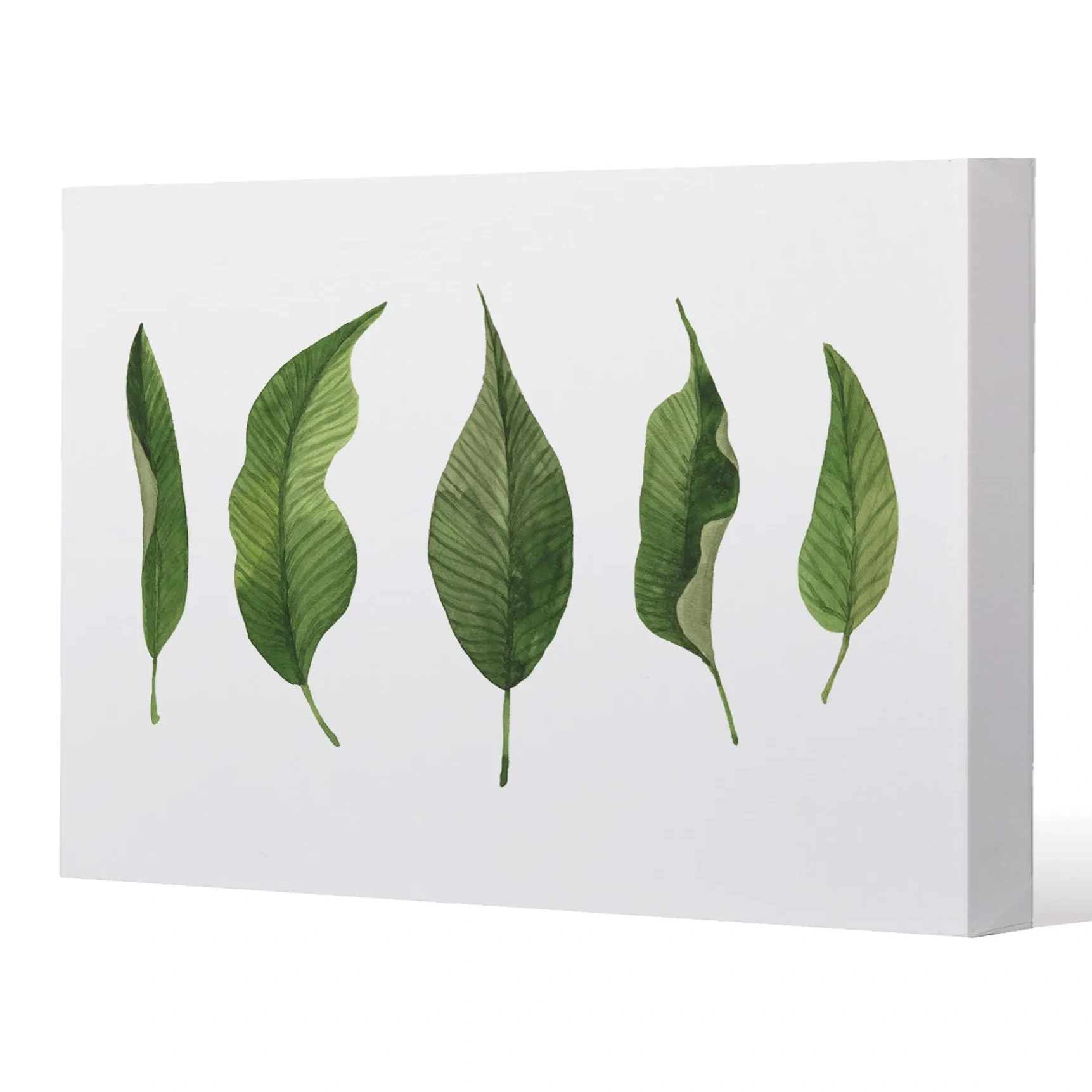 Selection Of Leaves (canvas Print) / 101 X 101 X 4cm