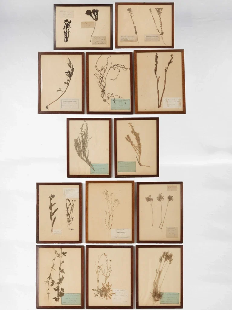 Set Of 12 Antique Herbariums - Late 19th Century