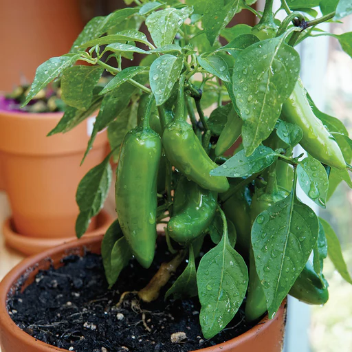 Pot-a-peño Jalapeno Seeds