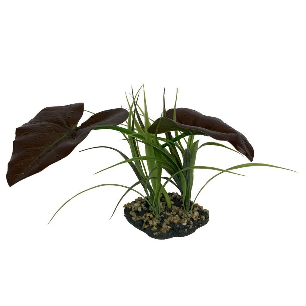 Komodo Rainforest Canopy Plant 1 Each / 10 Inches By Komodo