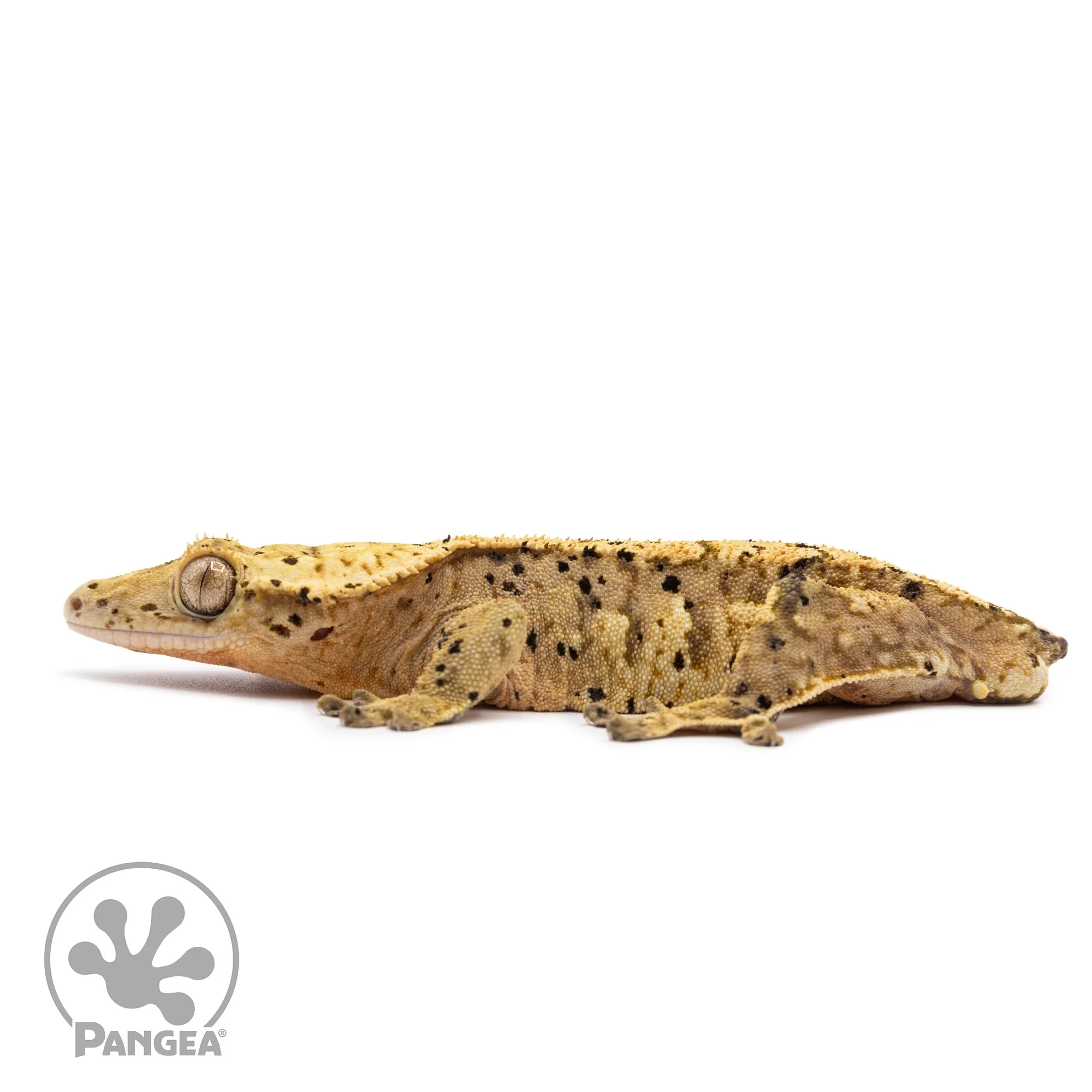 Male Harlequin Super Dalmatian Crested Gecko Cr-1048