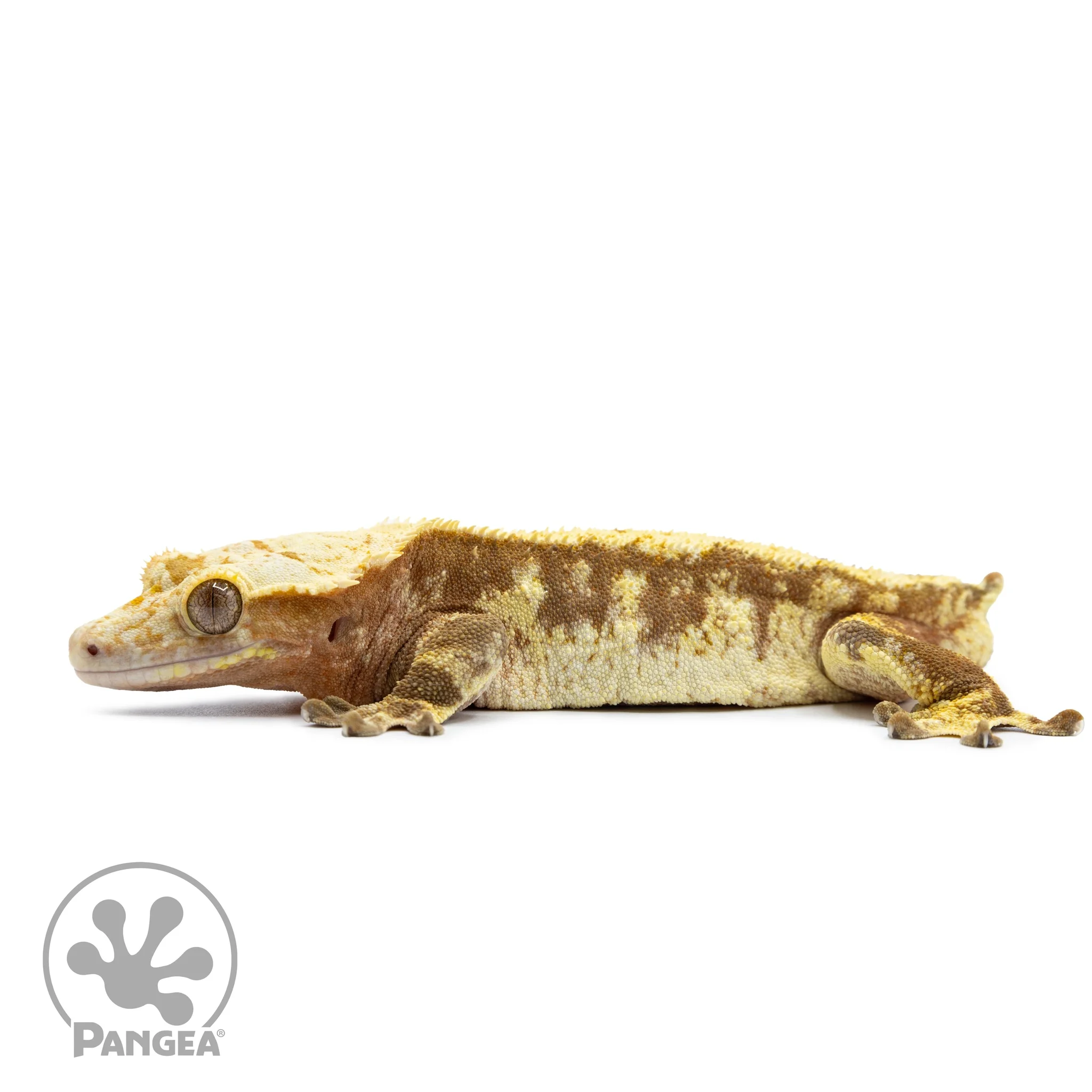 Male Extreme Harlequin Crested Gecko Cr-2532
