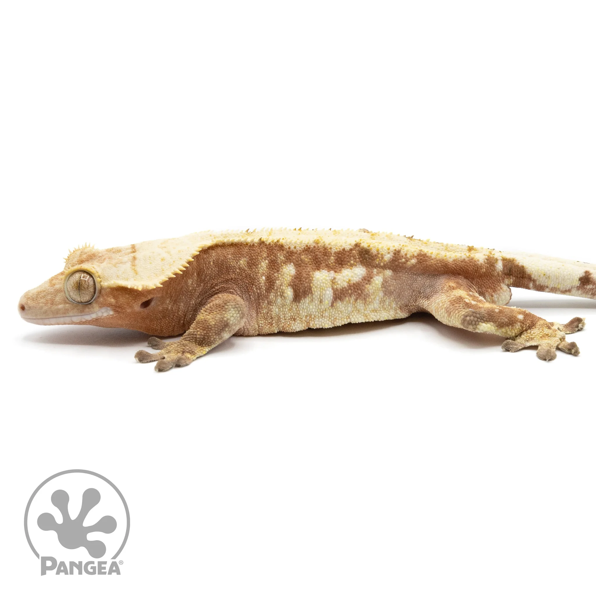Male Red Harlequin Crested Gecko Cr-1485