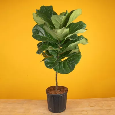 Costa Farms 10 In. Lyrata Standard