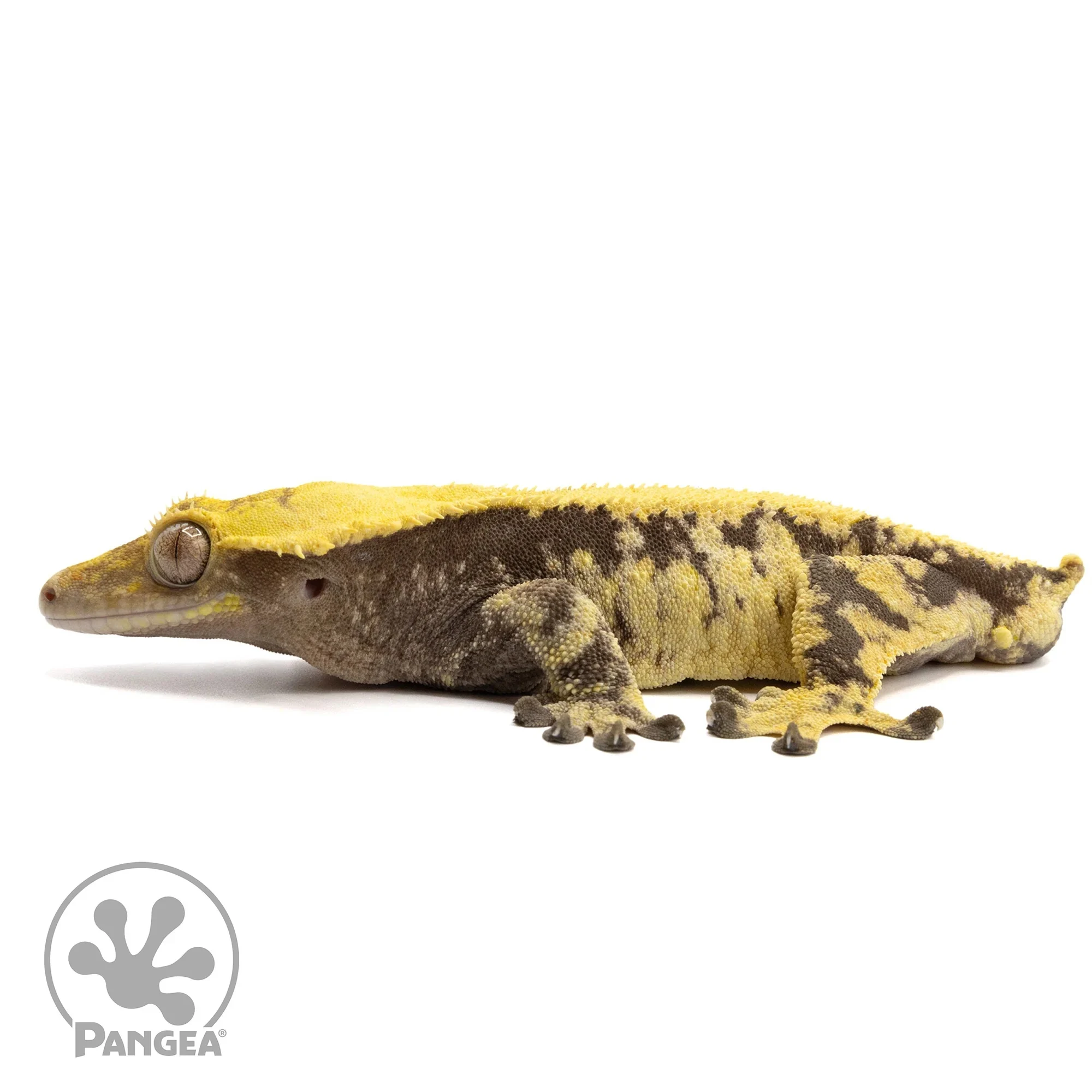 Male Xxx Crested Gecko Cr-2284