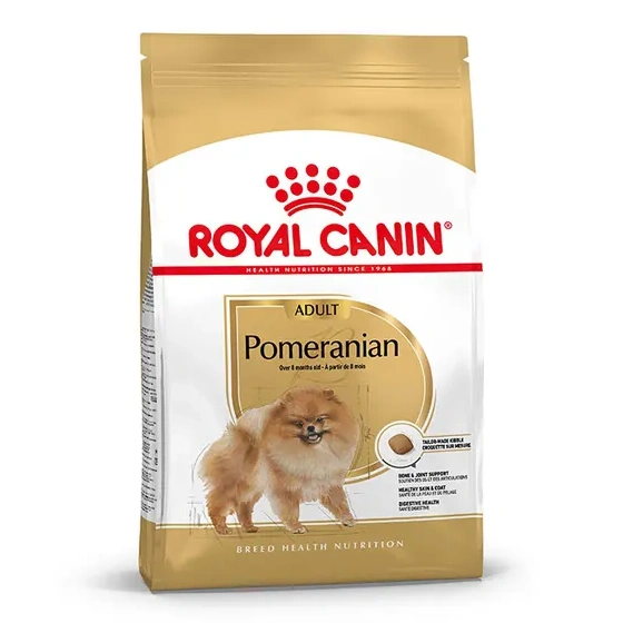 Pomeranian Adult
