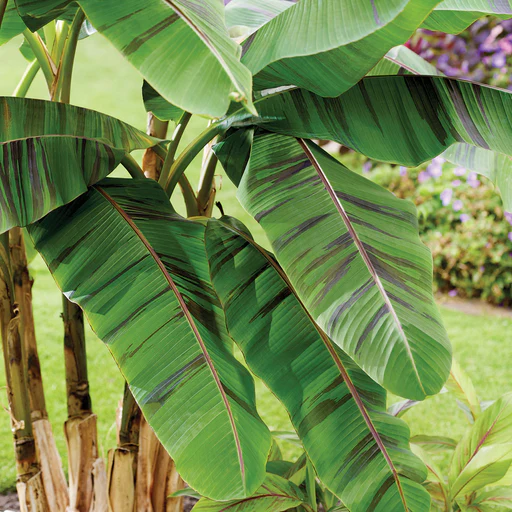 Ever Red Banana Plant