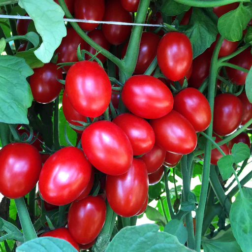 Ruby Crush - Transplant/ships First Half Of April Sold Out