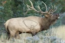 B/c Target Eze-scorer 23 Inx35 In Elk 2 Targets 37485