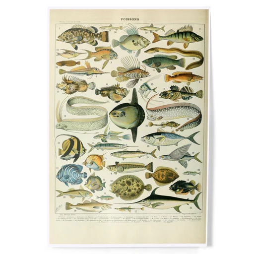 Fish, A, Vintage Bookplate, Adolphe Millot Artwork, Art & Giclee Prints - 24 X 36 Giclee Print