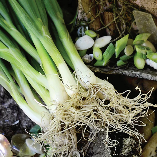 Summer Island Bunching Onion Seed