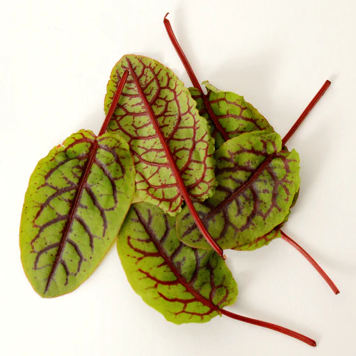 Red Veined Sorrel Seeds