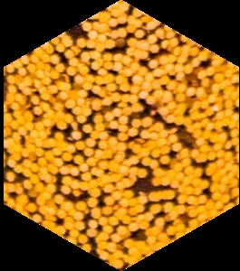 Wholesale: Burnt Orange - Small/250g