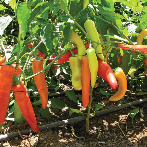 Buda Hot Wax Organic Seed