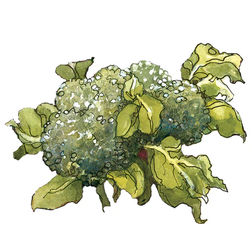 Hybrid Broccoli Blend - Wholesale Only