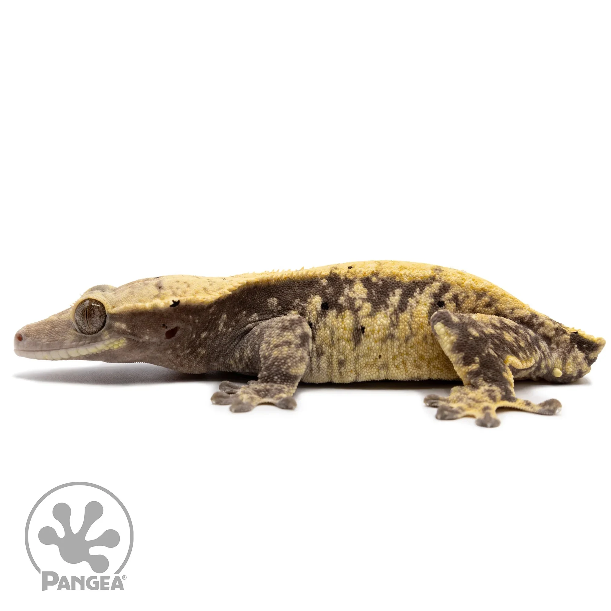 Female Extreme Harlequin Crested Gecko Cr-2334