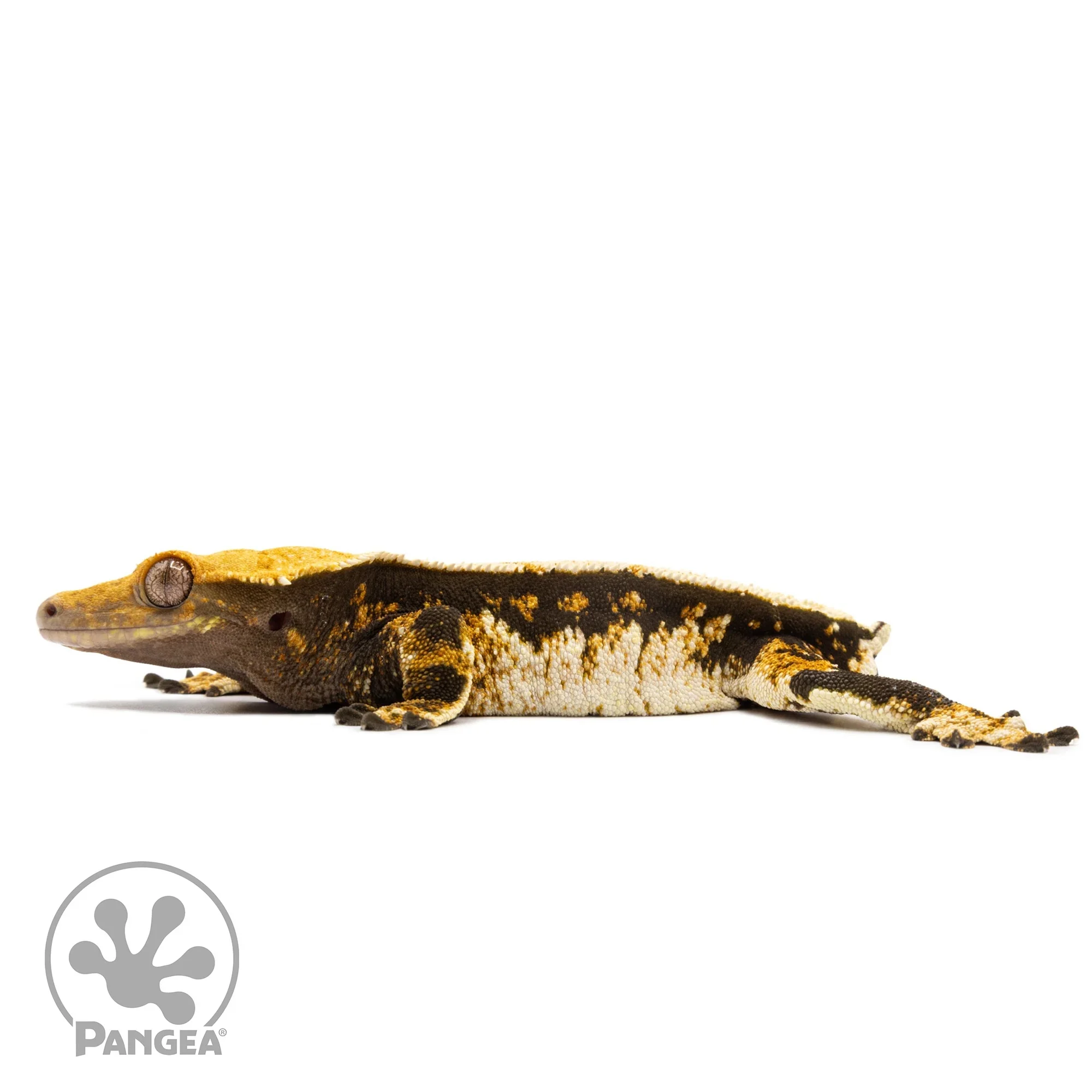 Male Tricolor White Wall Crested Gecko Cr-2753