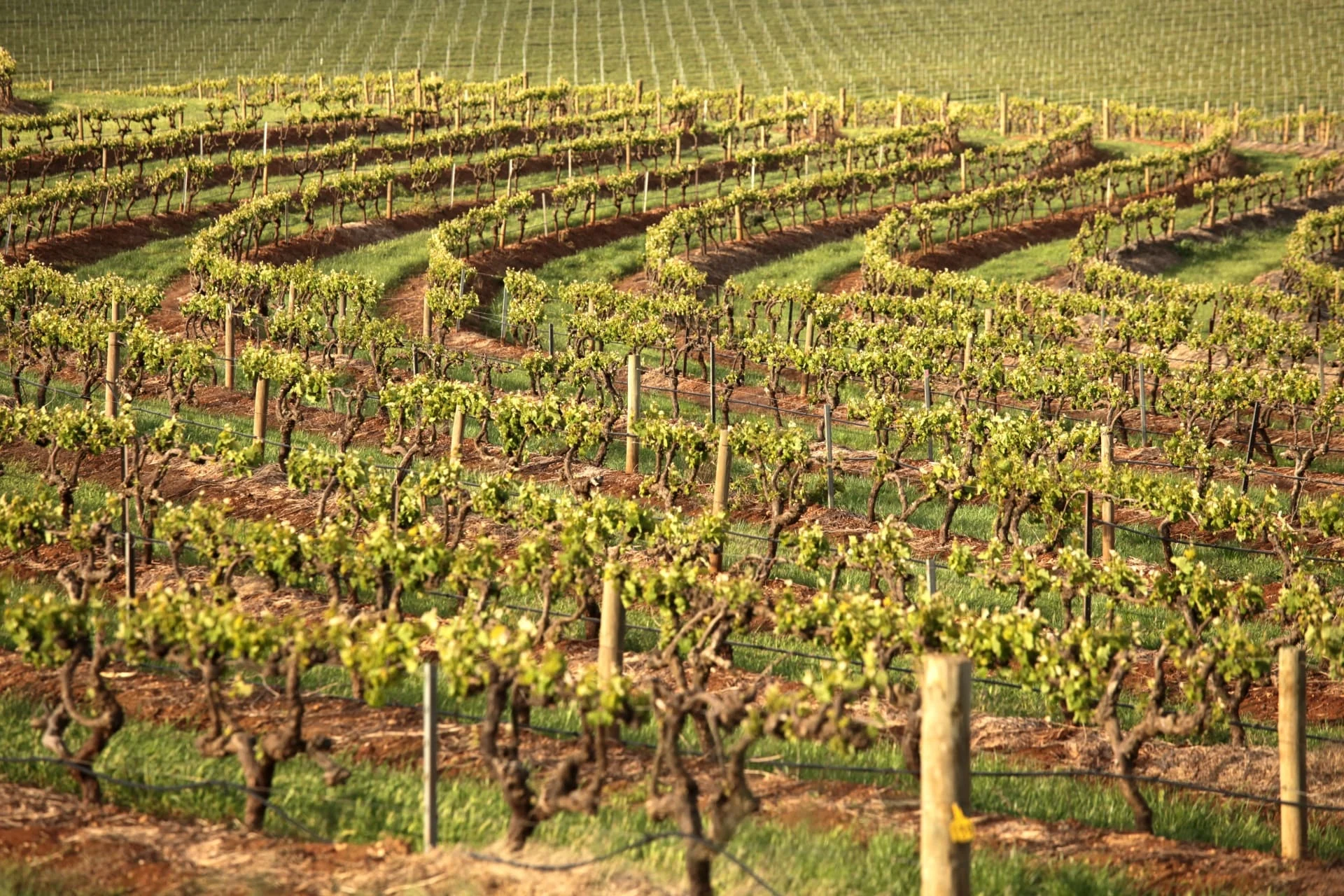 Wakefield Shiraz 2006 | Wine.com