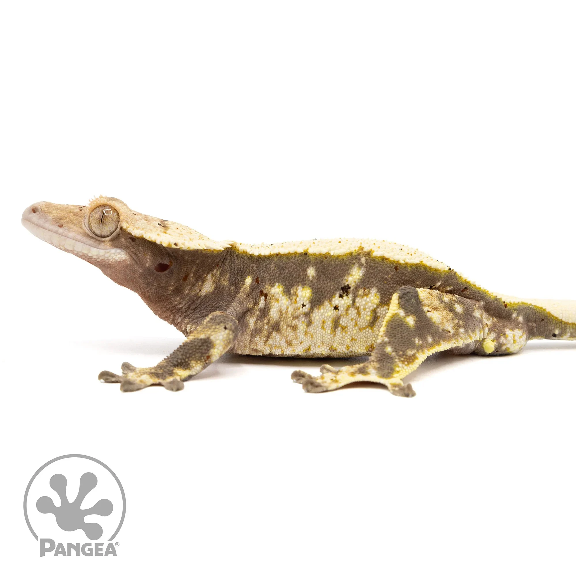 Male Harlequin Crested Gecko Cr-2383