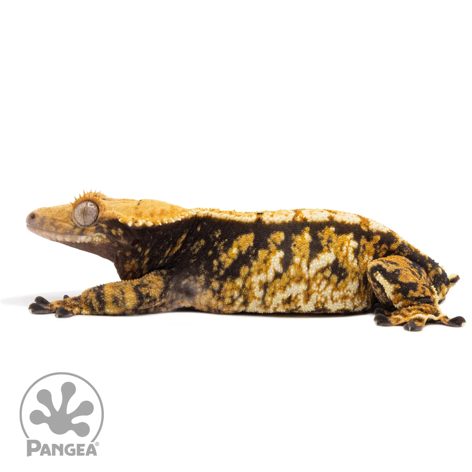 Female Tricolor Extreme Harlequin Crested Gecko Cr-1528