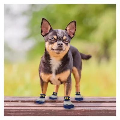 Michigan Wolverines Pet Socks