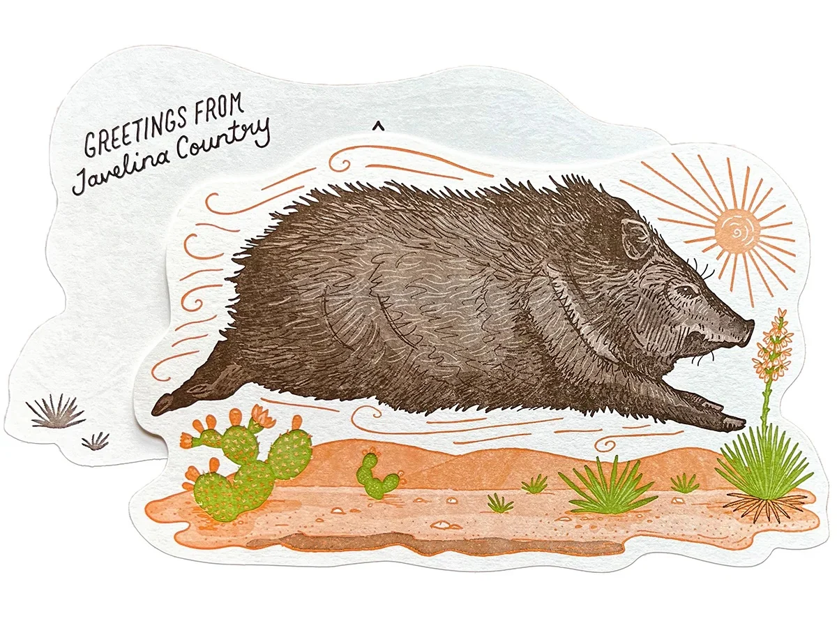 Javelina Postcard - Javelina Country