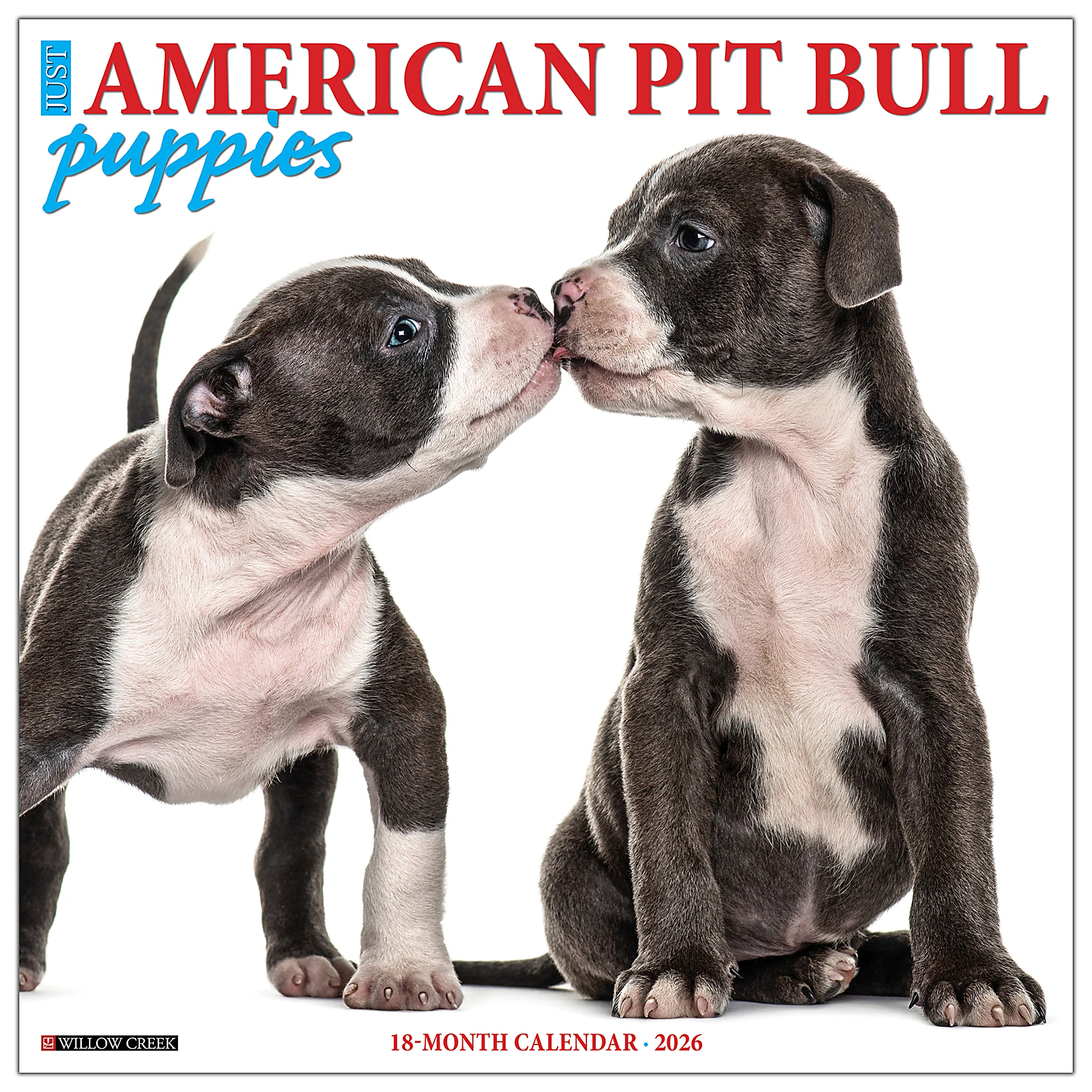 2026 Willow Creek Press Art & Design Monthly Wall Calendar, 12" X 12", American Pit Bull Terrier Puppies