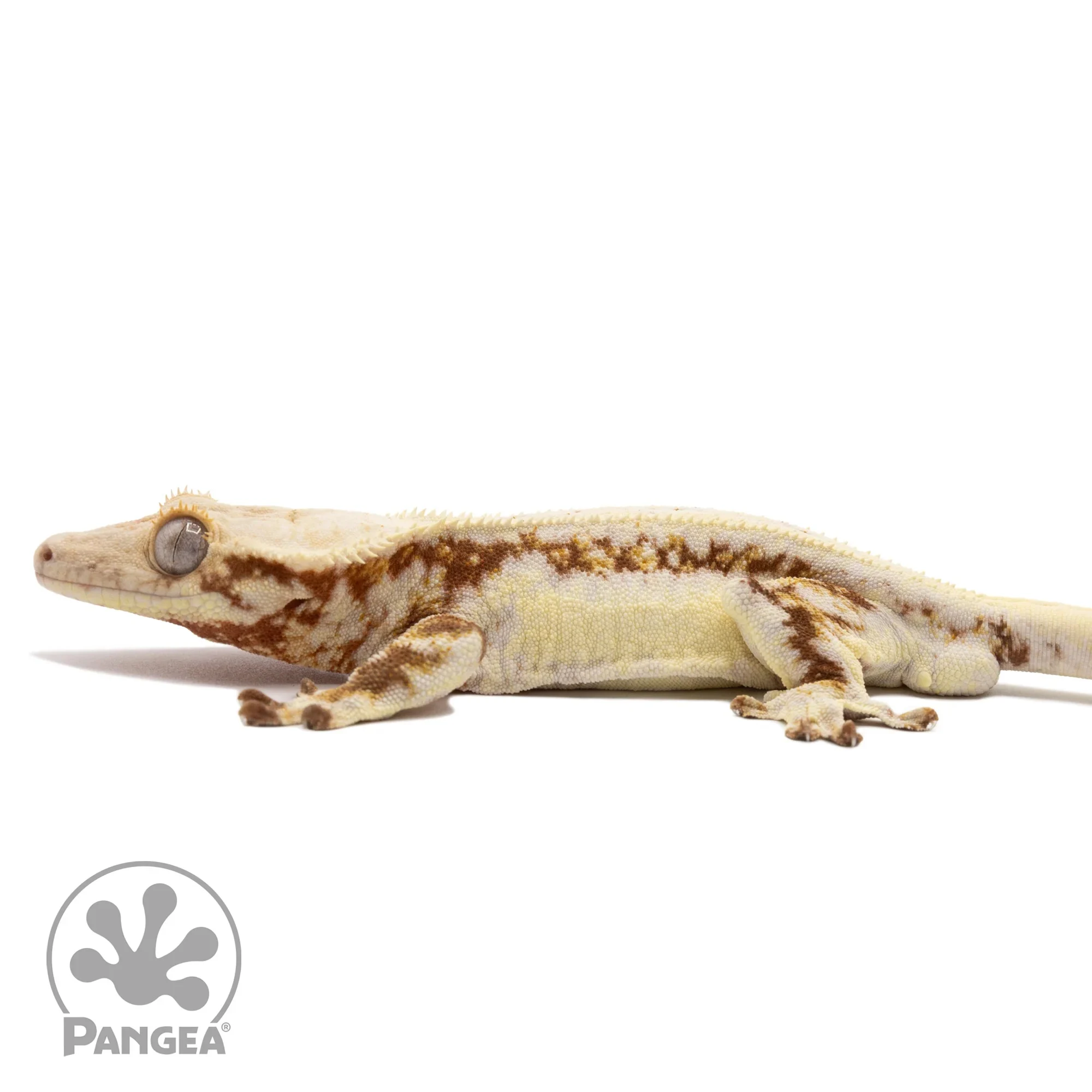 Male Lilly White Crested Gecko Cr-2246