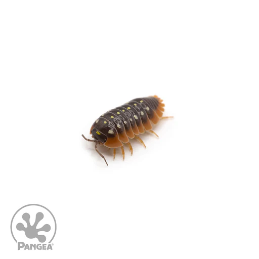 Armadillidium Klugii Montenegro Clown Isopods - 20 Count