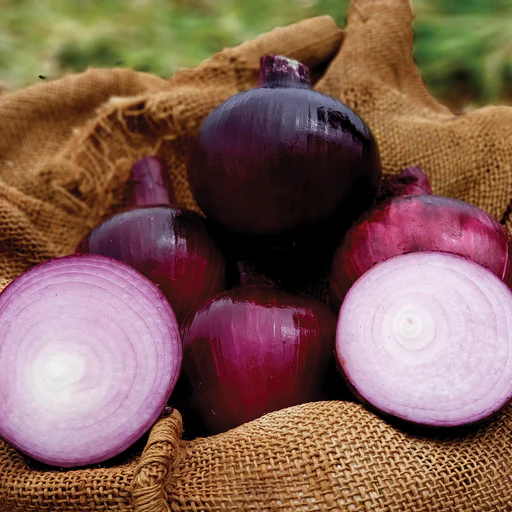 Barolo Onion Seeds (5,000)