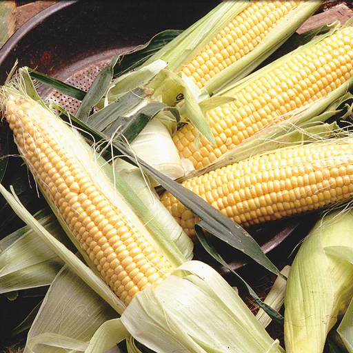 Golden Jubilee Corn Seed (50 Pounds)