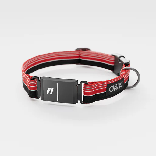 Fi-ready Horizon Everyday Collar - Yes +$10/no