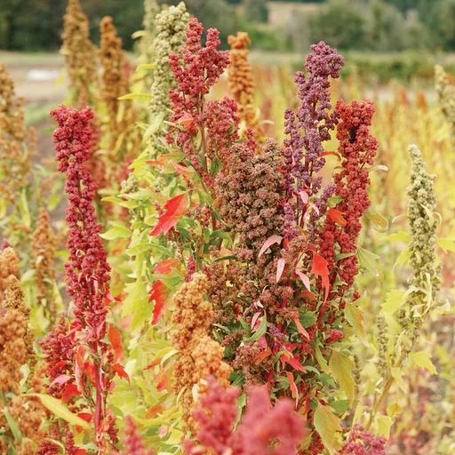 Brightest Brilliant Rainbow Quinoa Seed - 2 Grams